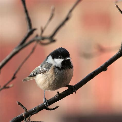 cole tits|Coal tit guide: how to identify, what they eat, and when theyre。